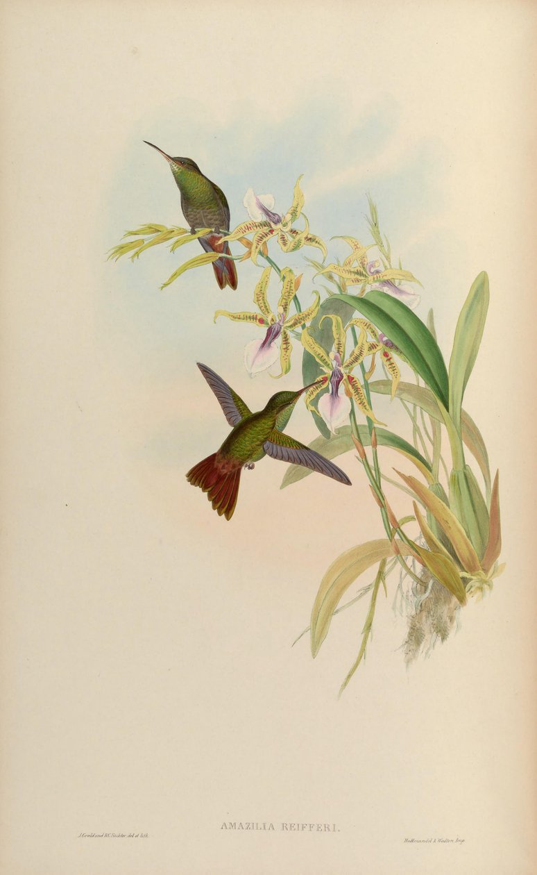 Amazilia riefferi = Amazilia tzacatl by John Gould