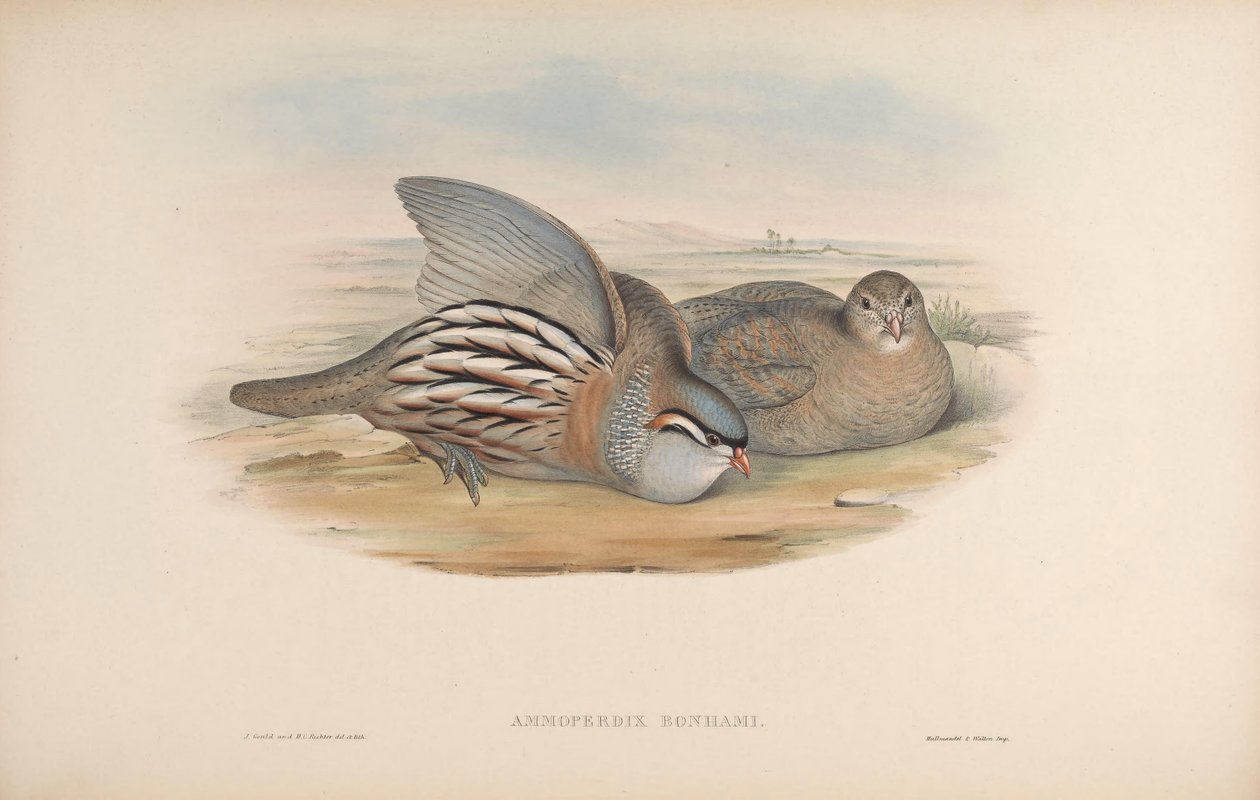 Ammoperdix bonhami = Ammoperdix griseogularis by John Gould