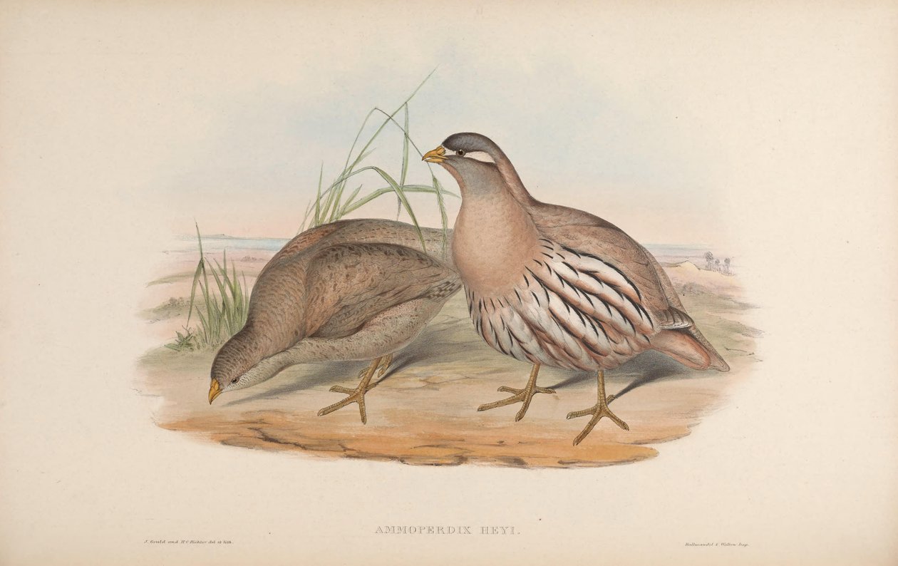 AM moper düşük ve kolaydır by John Gould