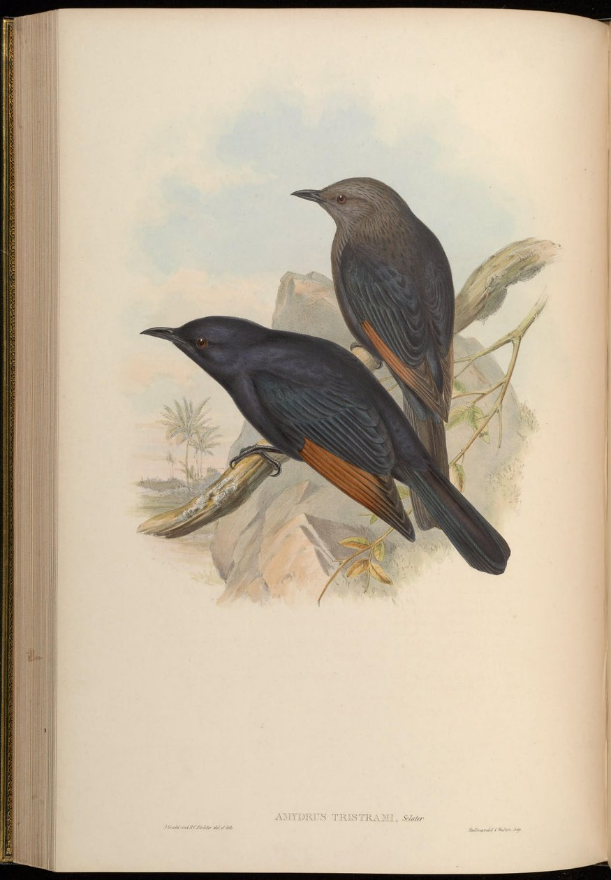 Amydrus tristamii = Onychognathus tristramii by John Gould