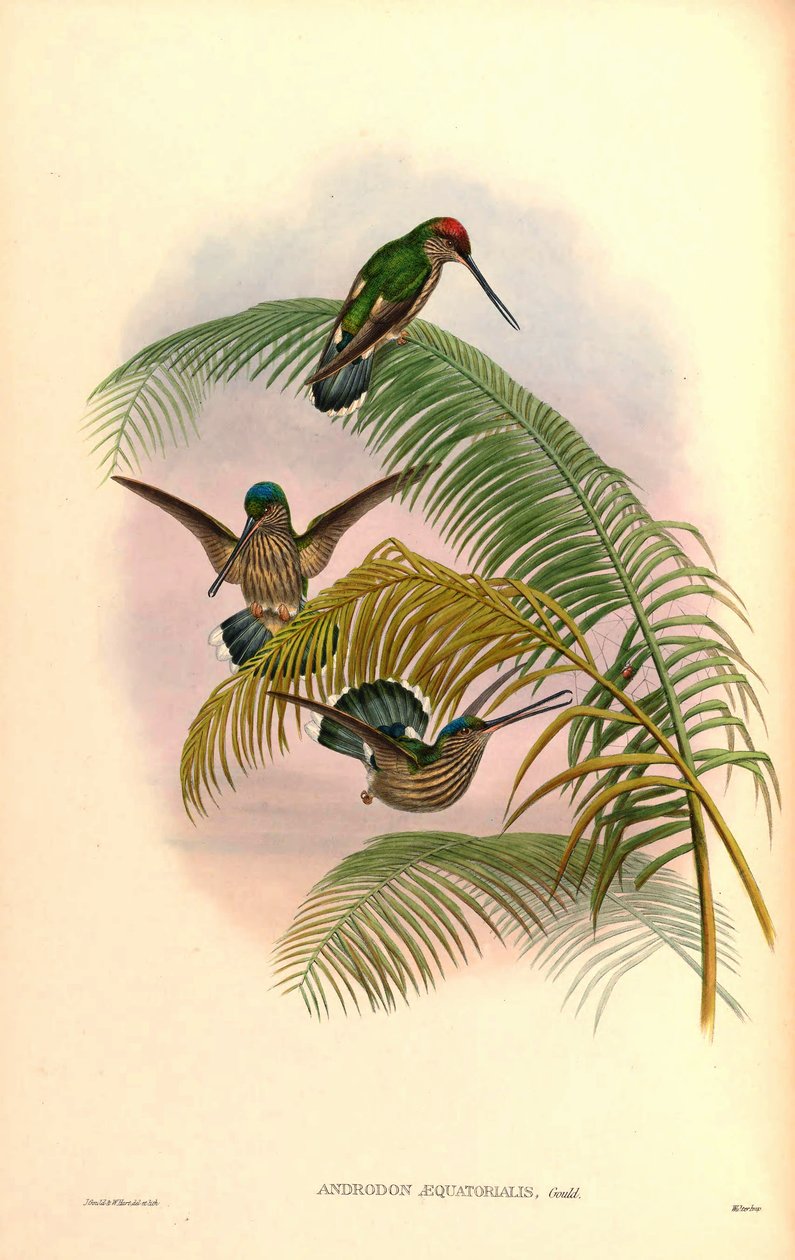 androdon concolor by John Gould