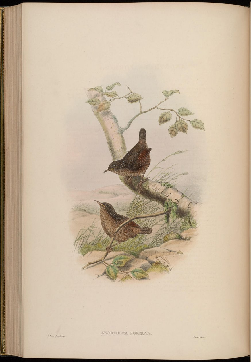 Anorthura formosa = Spelaeornis formosus by John Gould