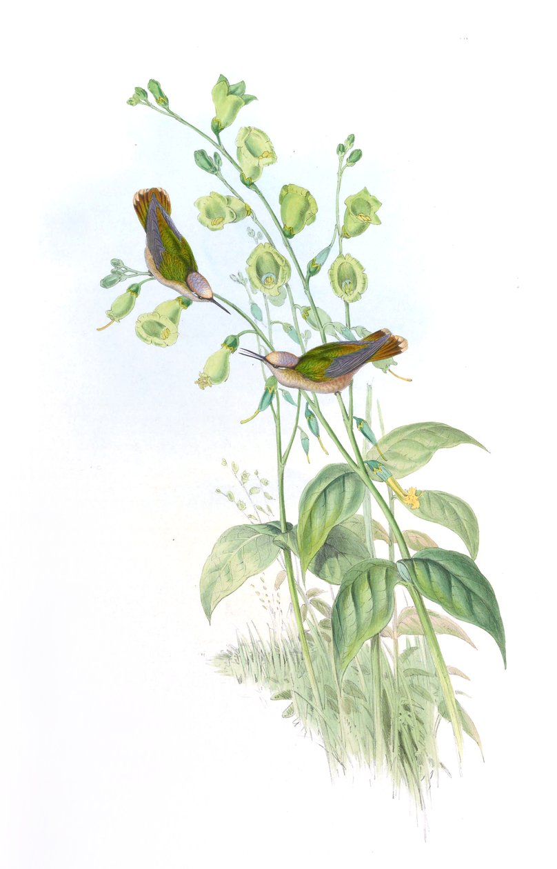 Anthocephala floriceps = Sin by John Gould