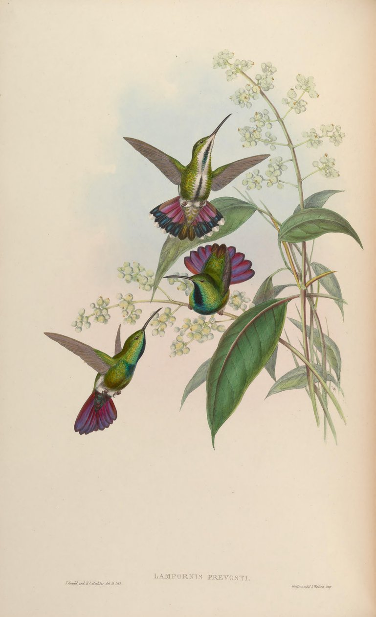Antrakotnorah Prevosti by John Gould