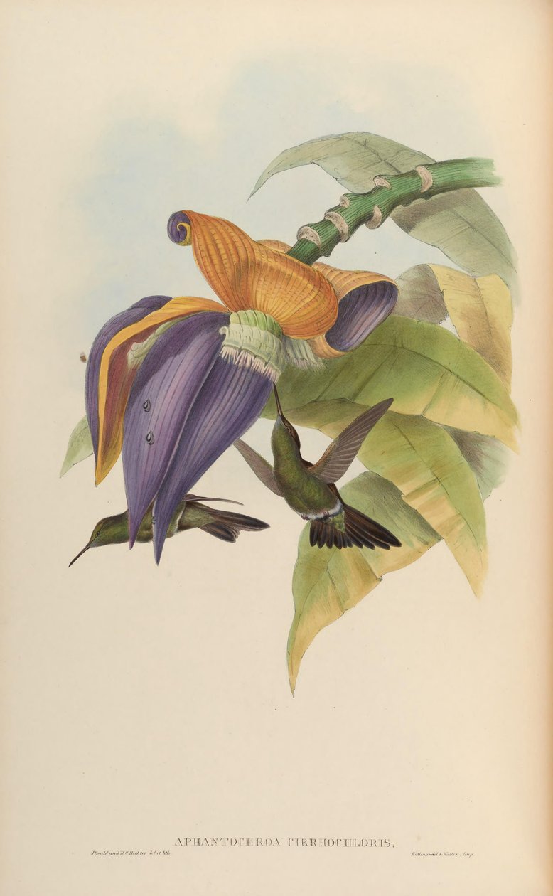 Aphantokroa sirrokloris by John Gould