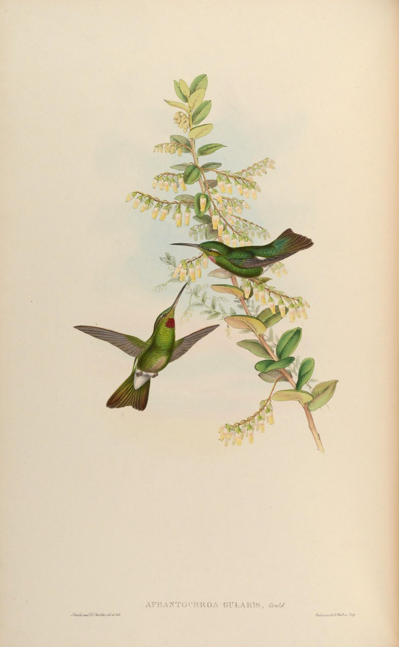Aphantocroa gularis = Heliodoxa gularis by John Gould