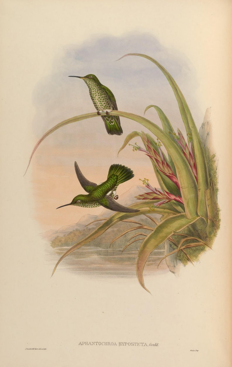 Aphantocroa hyposticta = Taphrospilus hypostictus by John Gould