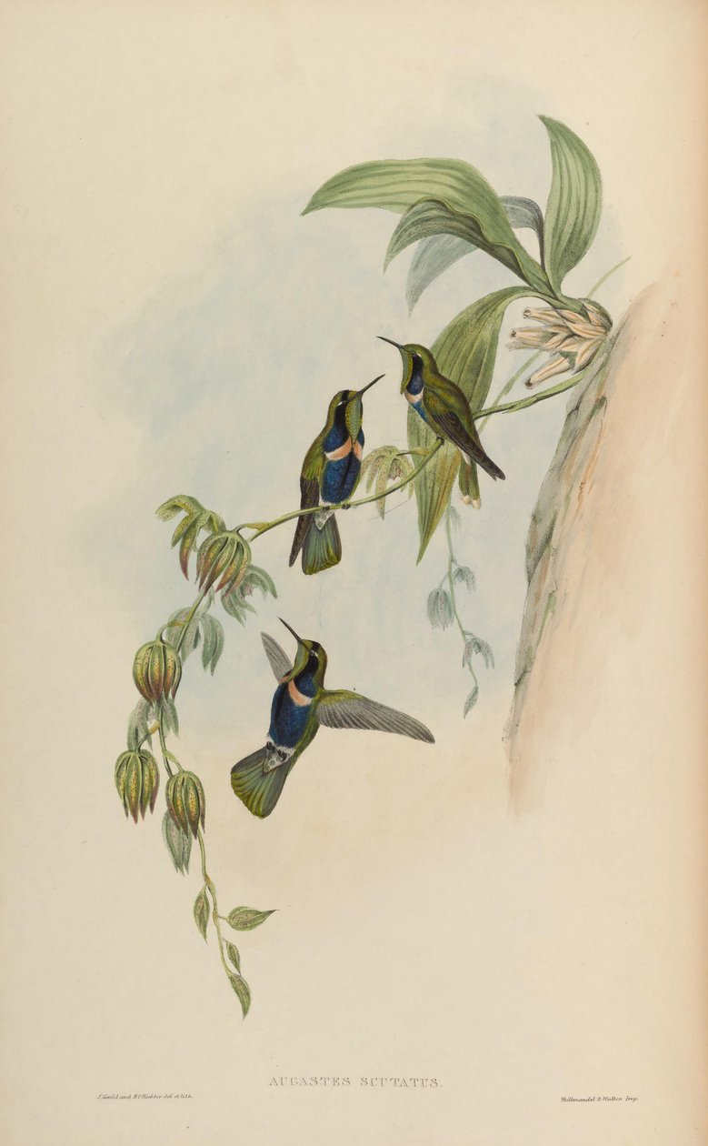 Augastes kalkanı by John Gould