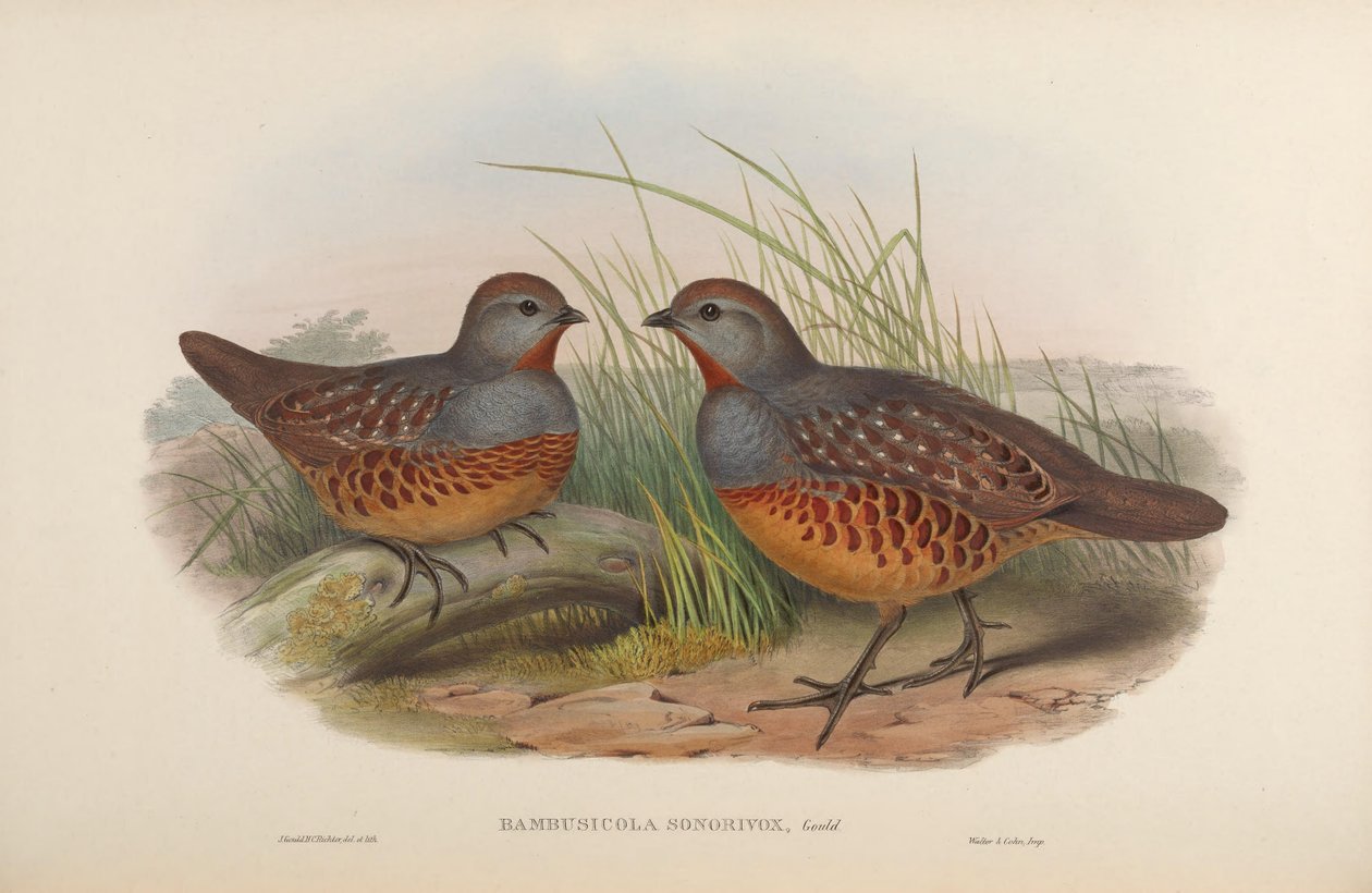 Bambusicola sonorivoks = Bambusicola thoracicus sonorivoks by John Gould