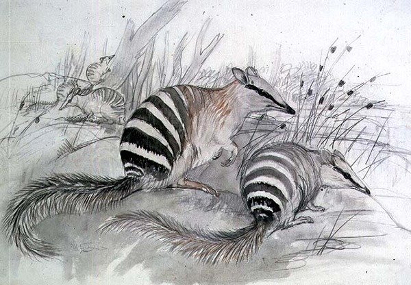 Bantlı Karıncayiyen, 19. yüzyıl (kalem ve yıkama) by John Gould