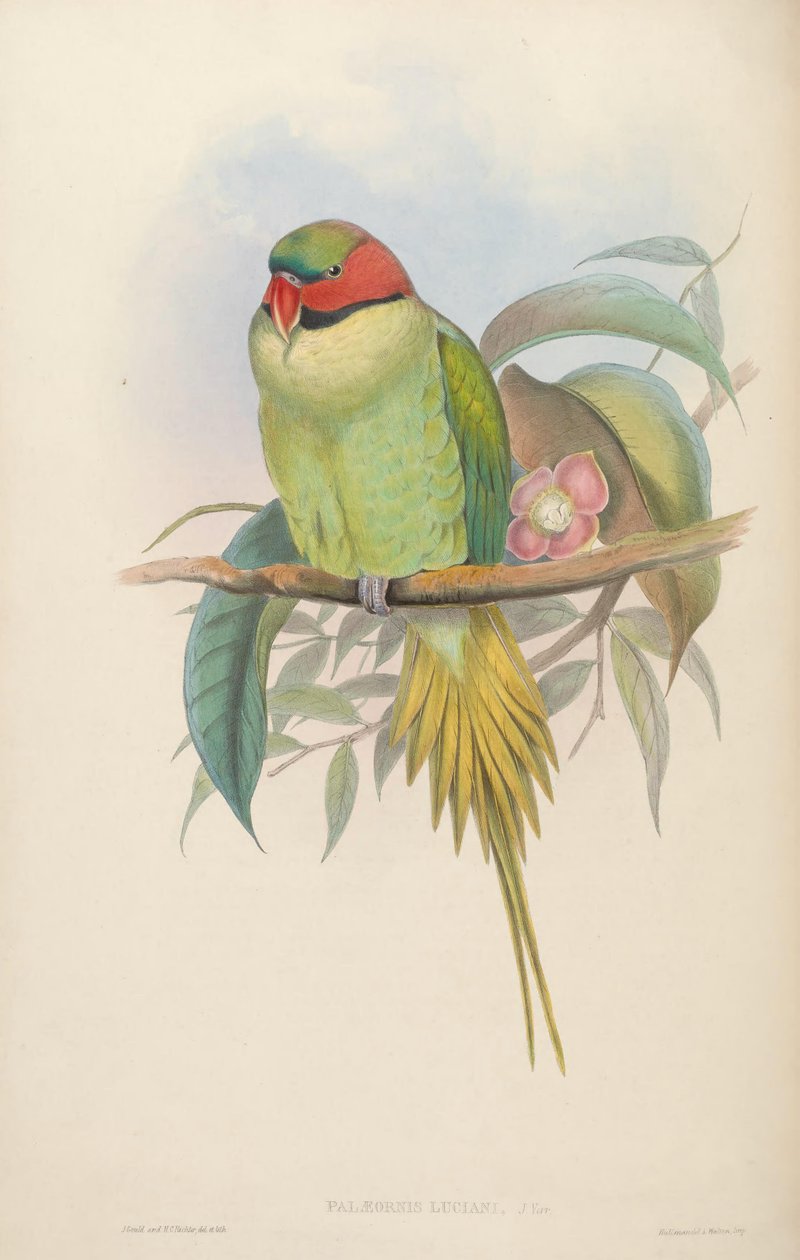 Asya Kuşları by John Gould