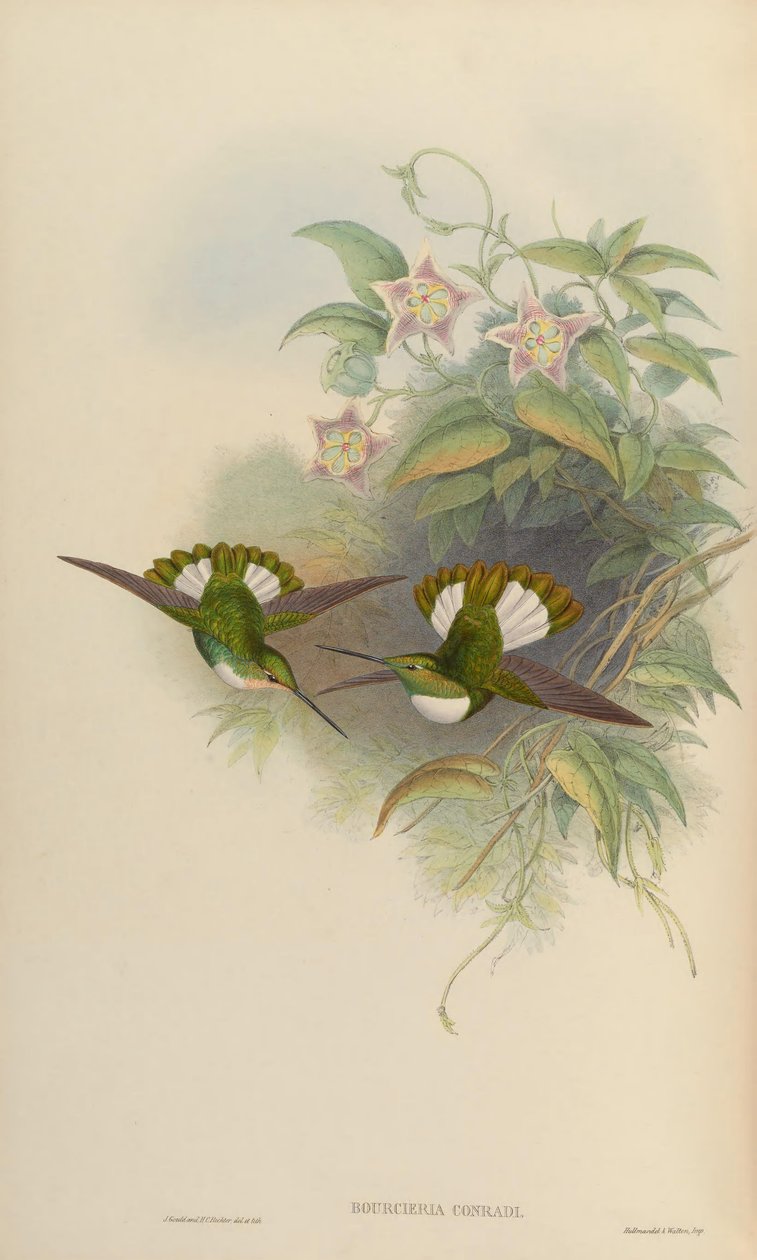 Bourciera conradi = Coeligena torquata conradii by John Gould