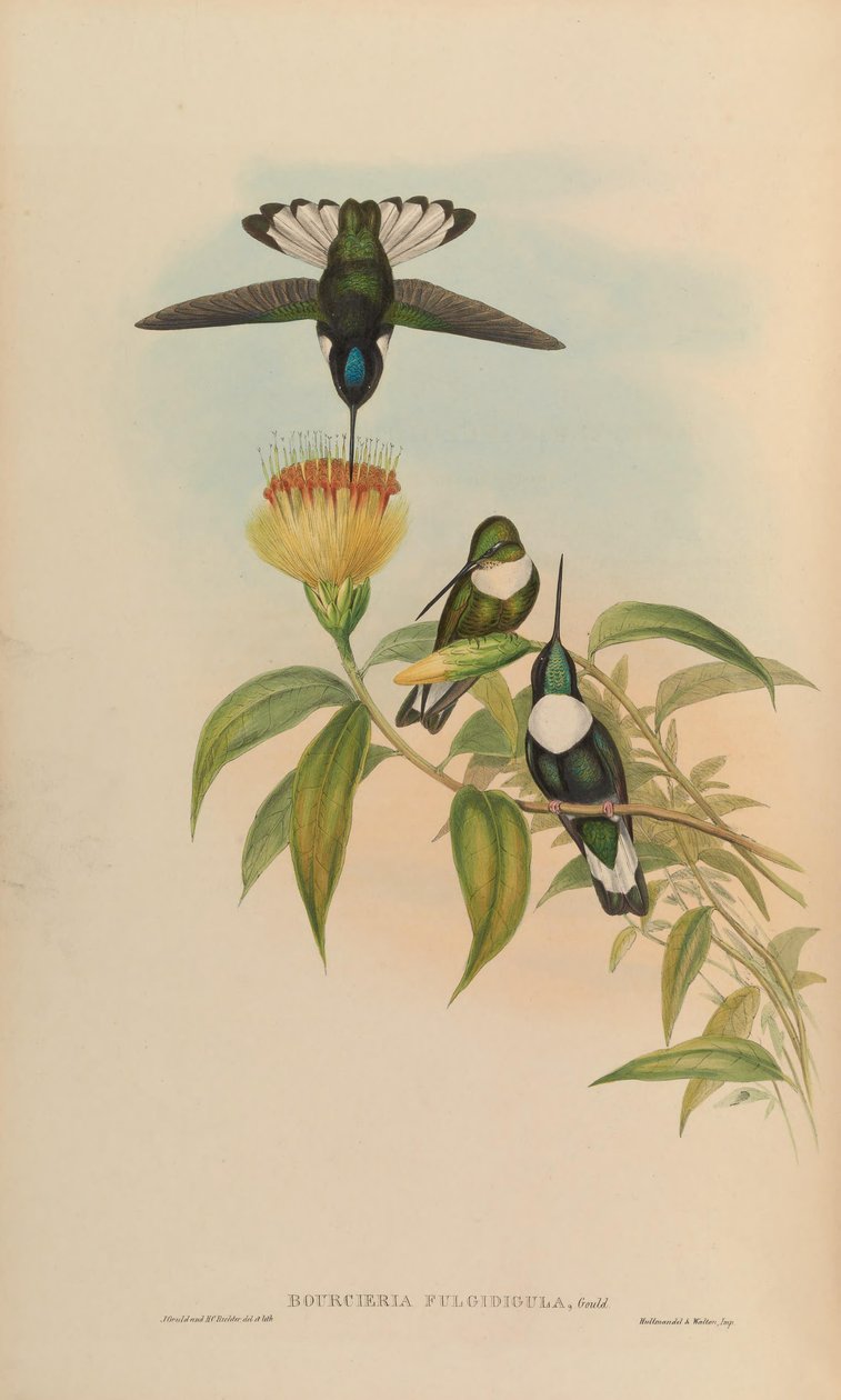 Bourciera fulgidigula = Coeligena torquata by John Gould