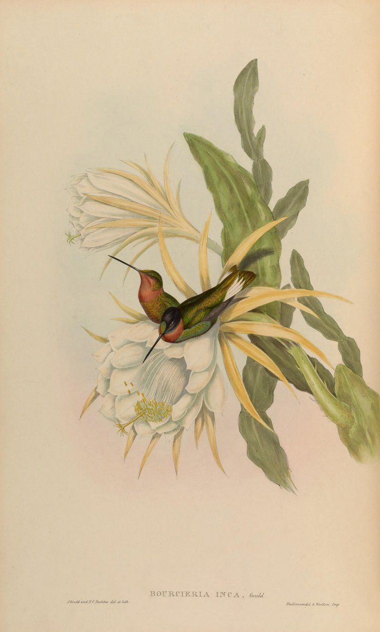 Bourciera inca = Coeligena torquata inca by John Gould