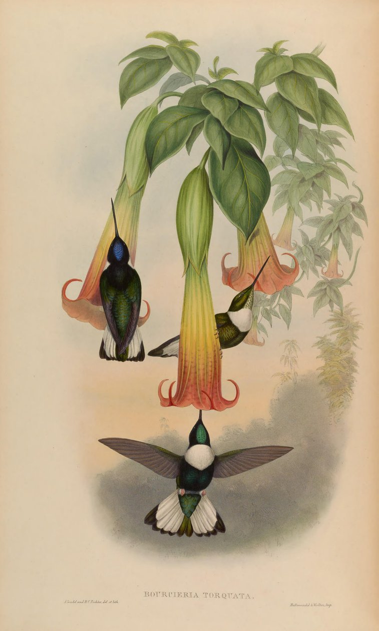 Bourciera torquata = Coeligena torquata by John Gould