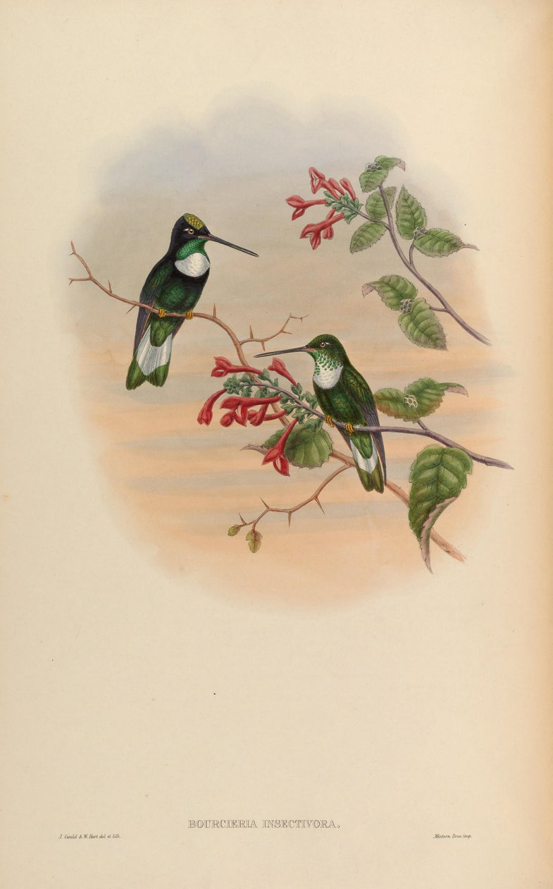 Bourcieria insektivora = Coeligena torquata insektivora by John Gould