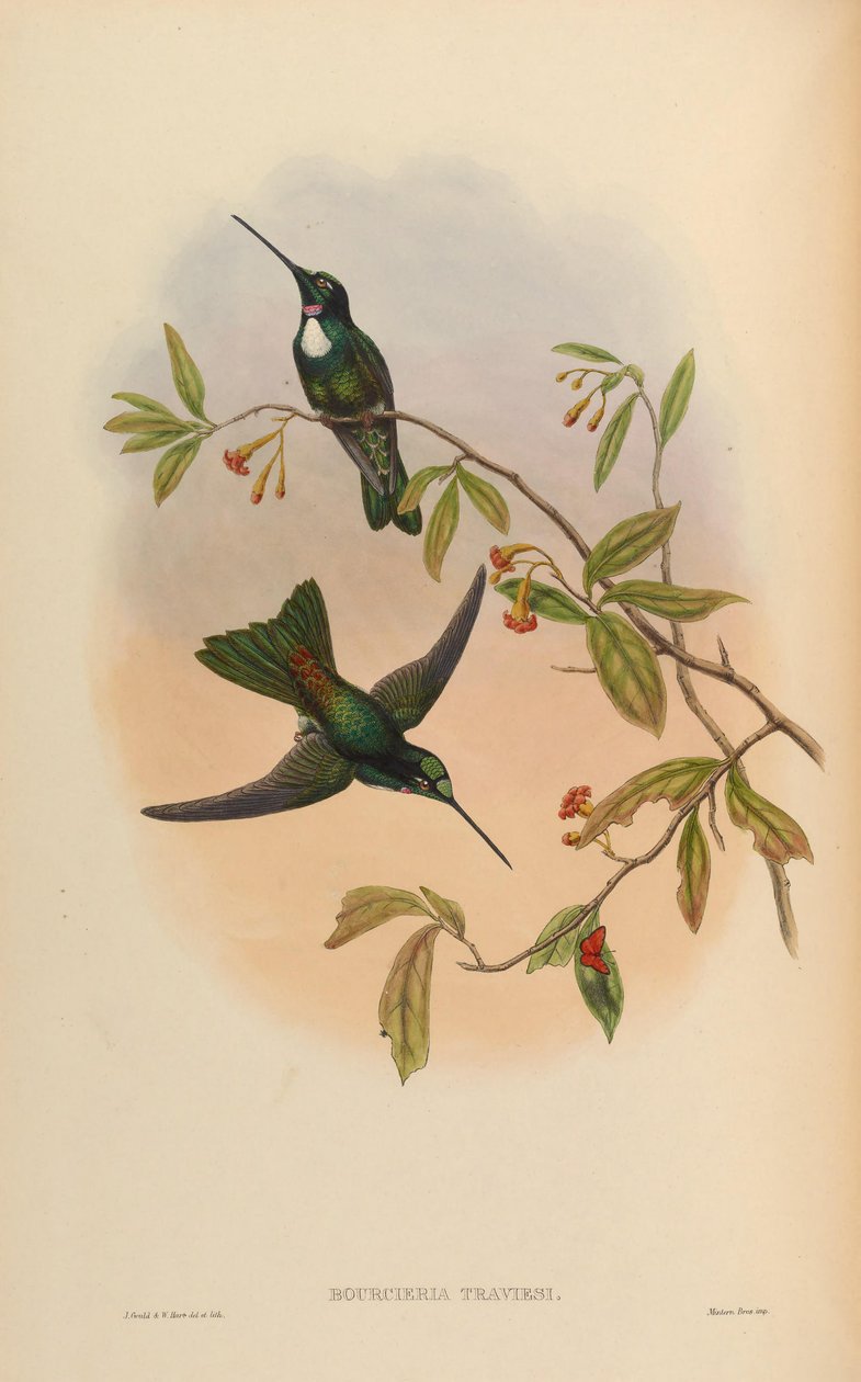 Bourcrieria insektivora = Coeligena torquata torquata by John Gould