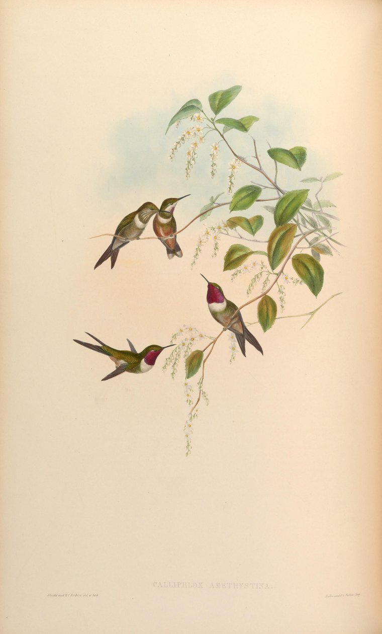 Kallifloks ametistin by John Gould