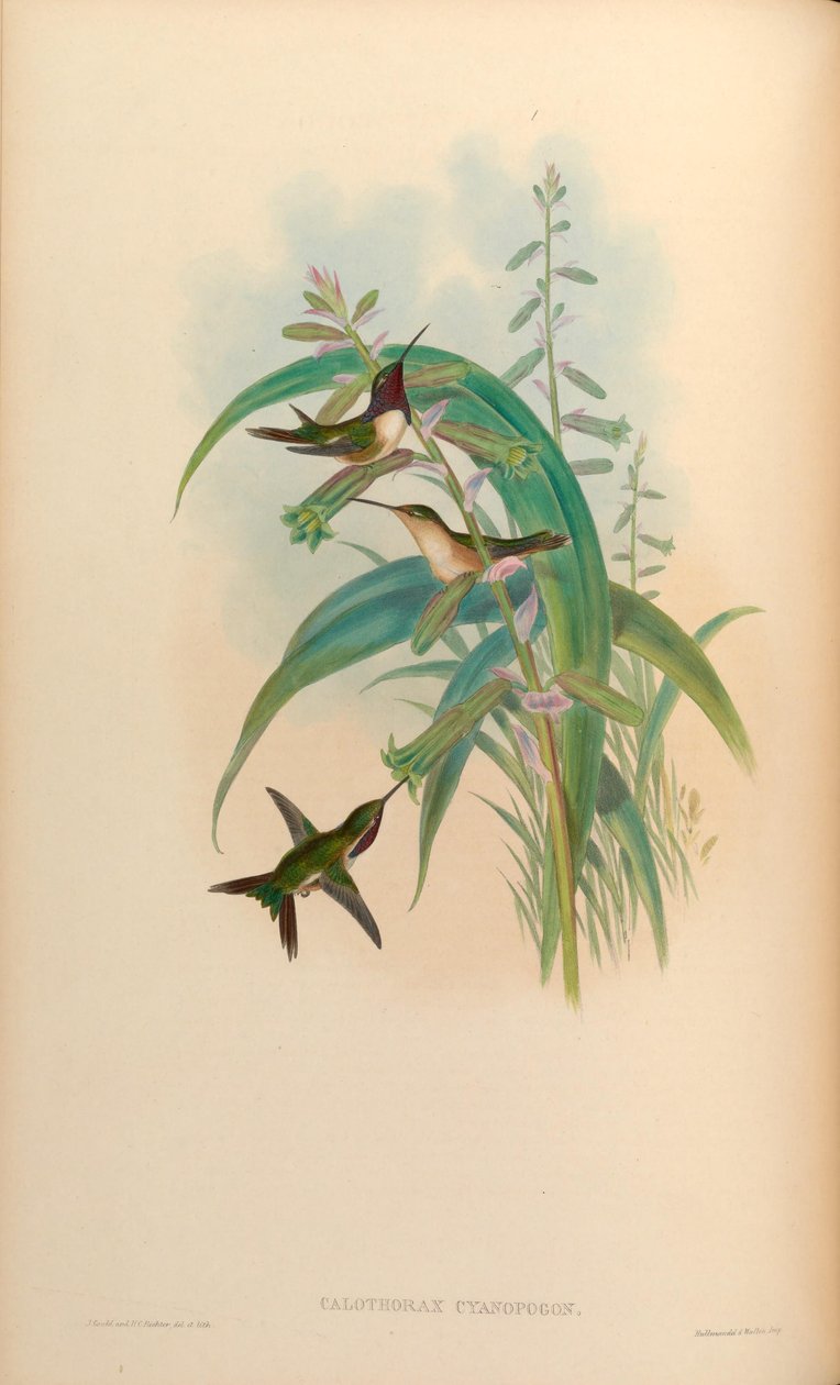 Calothorax siyanopogon = Calothorax lucifer siyanopogon by John Gould