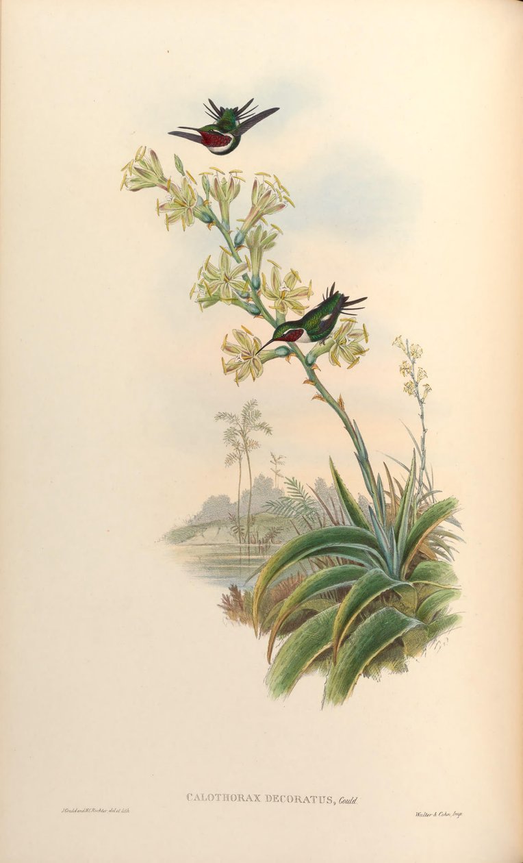 Calothorax süslemeli = Chaetocercus mulsant x Ch. heliodor by John Gould