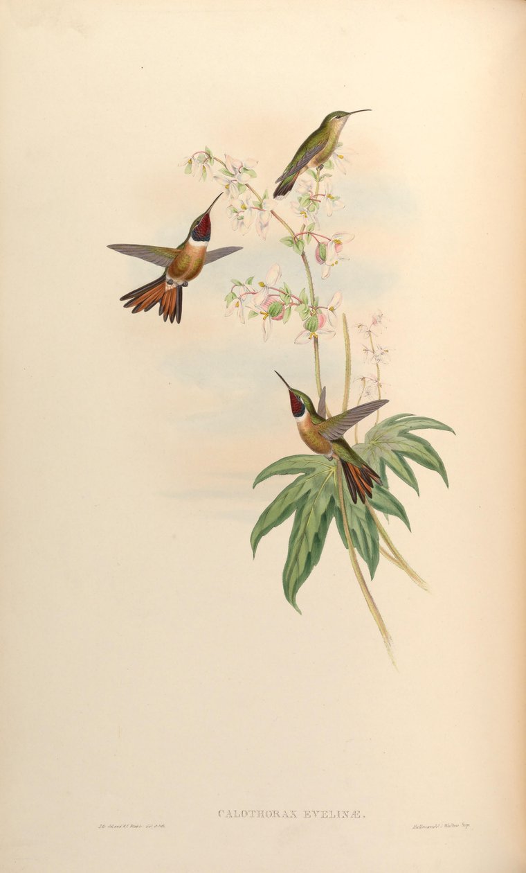 Calothorax evelinae = Calliphlox evelynae by John Gould