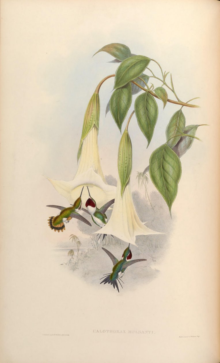 Calothorax mulsanti = Chaetocercus mulsant by John Gould