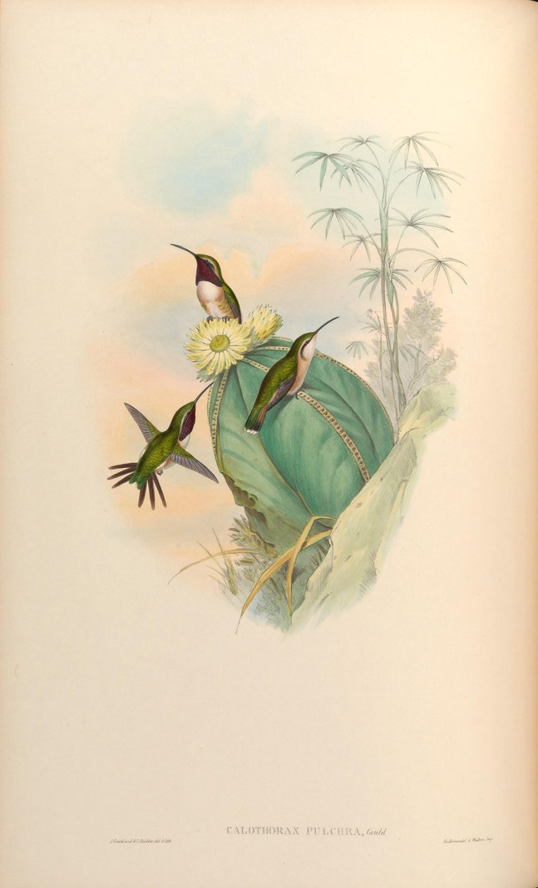 kalotoraks by John Gould