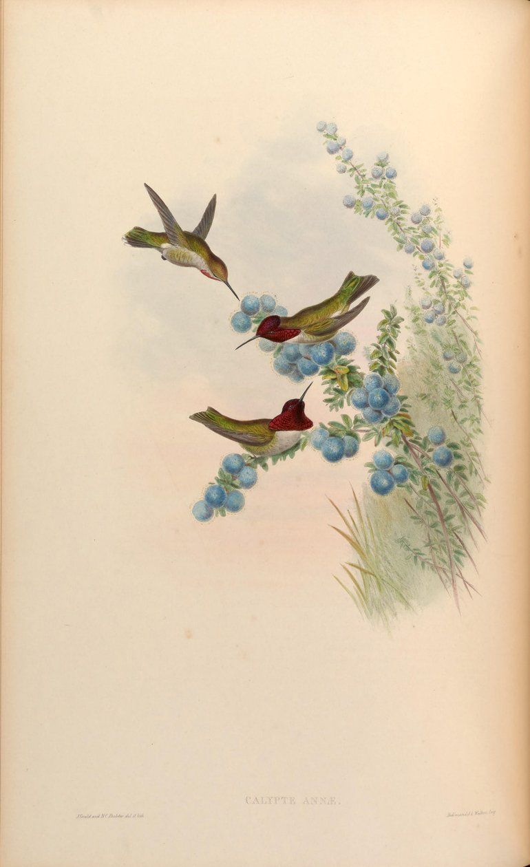 kalipte anna by John Gould