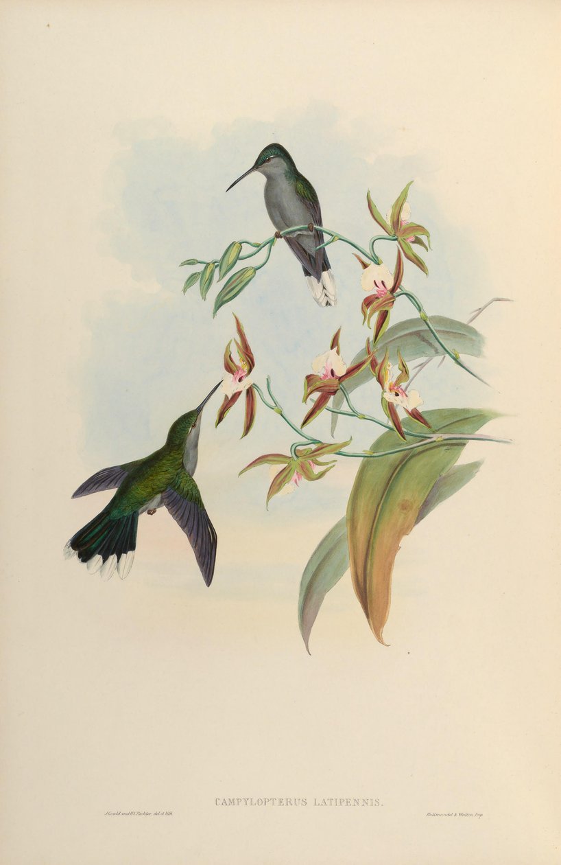 Campylopterus latipennis = Campylopterus largipennis by John Gould