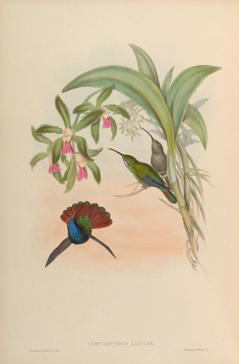 Campylopterus lazulus = Campylopterus falcatus by John Gould