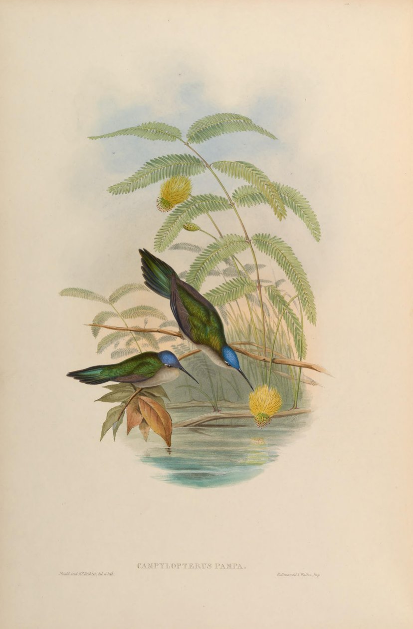 kampylopterus pampa by John Gould