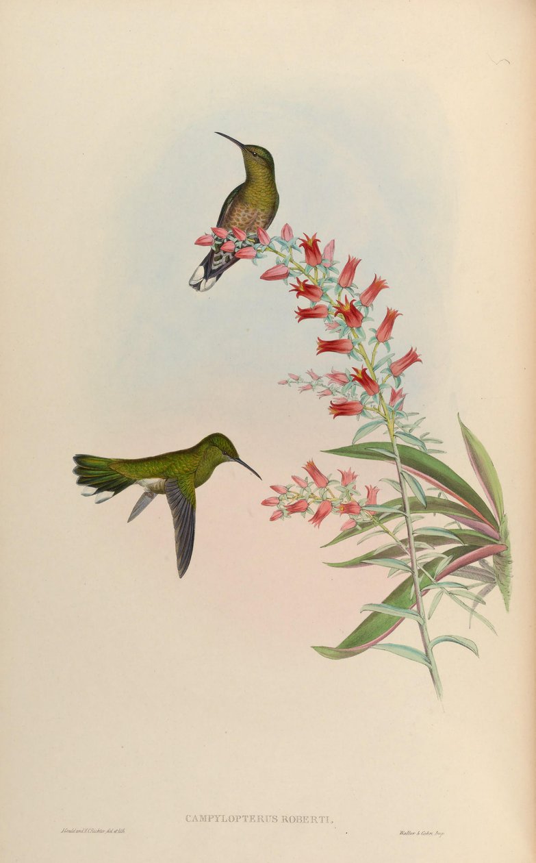 Campylopterus roberti = Phaeochroa cuvierii roberti by John Gould