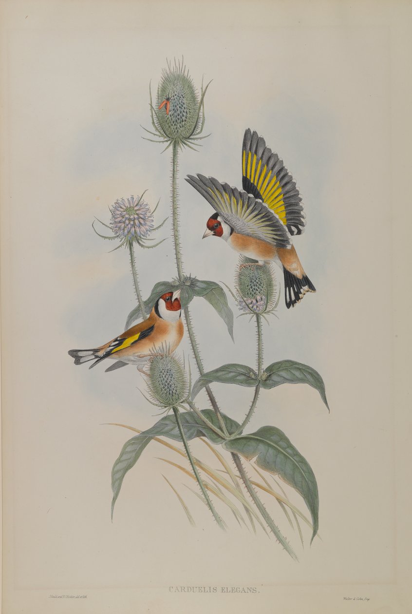 Carduelis Elegans - Goldfinch  by John Gould
