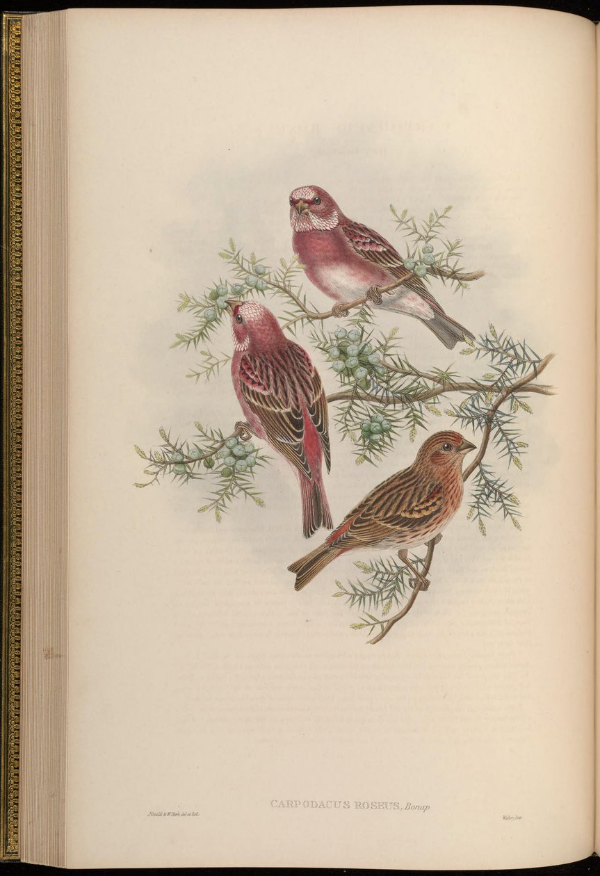 karpodakus gül by John Gould
