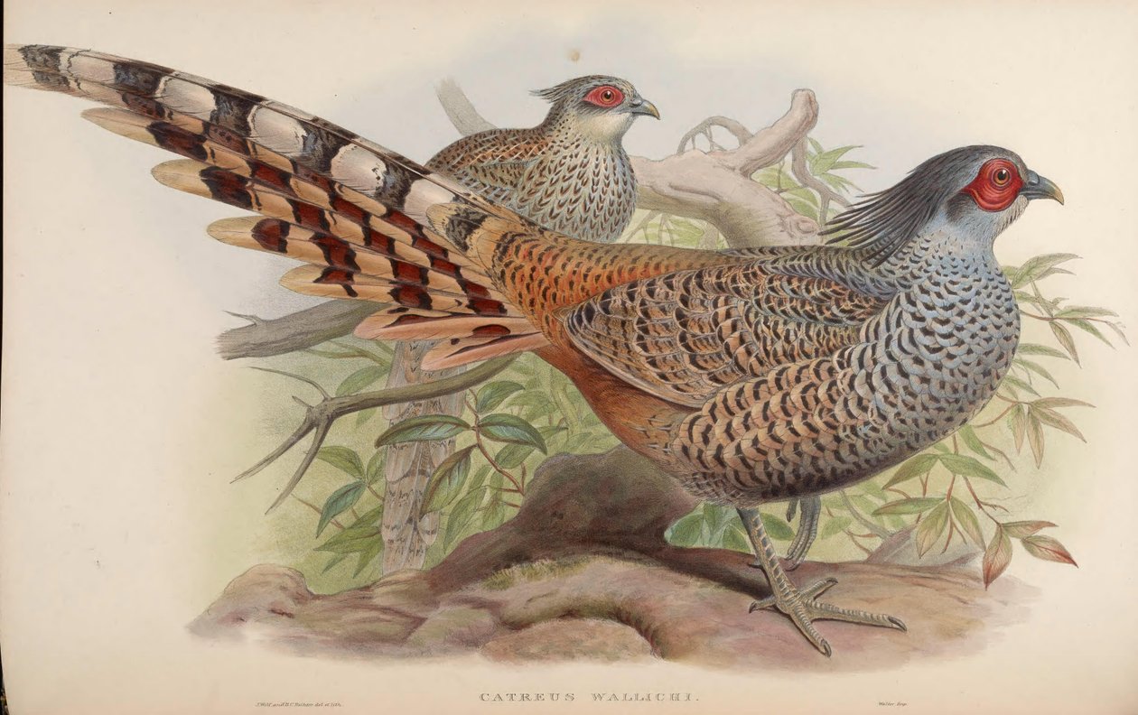 katreus wallichii by John Gould