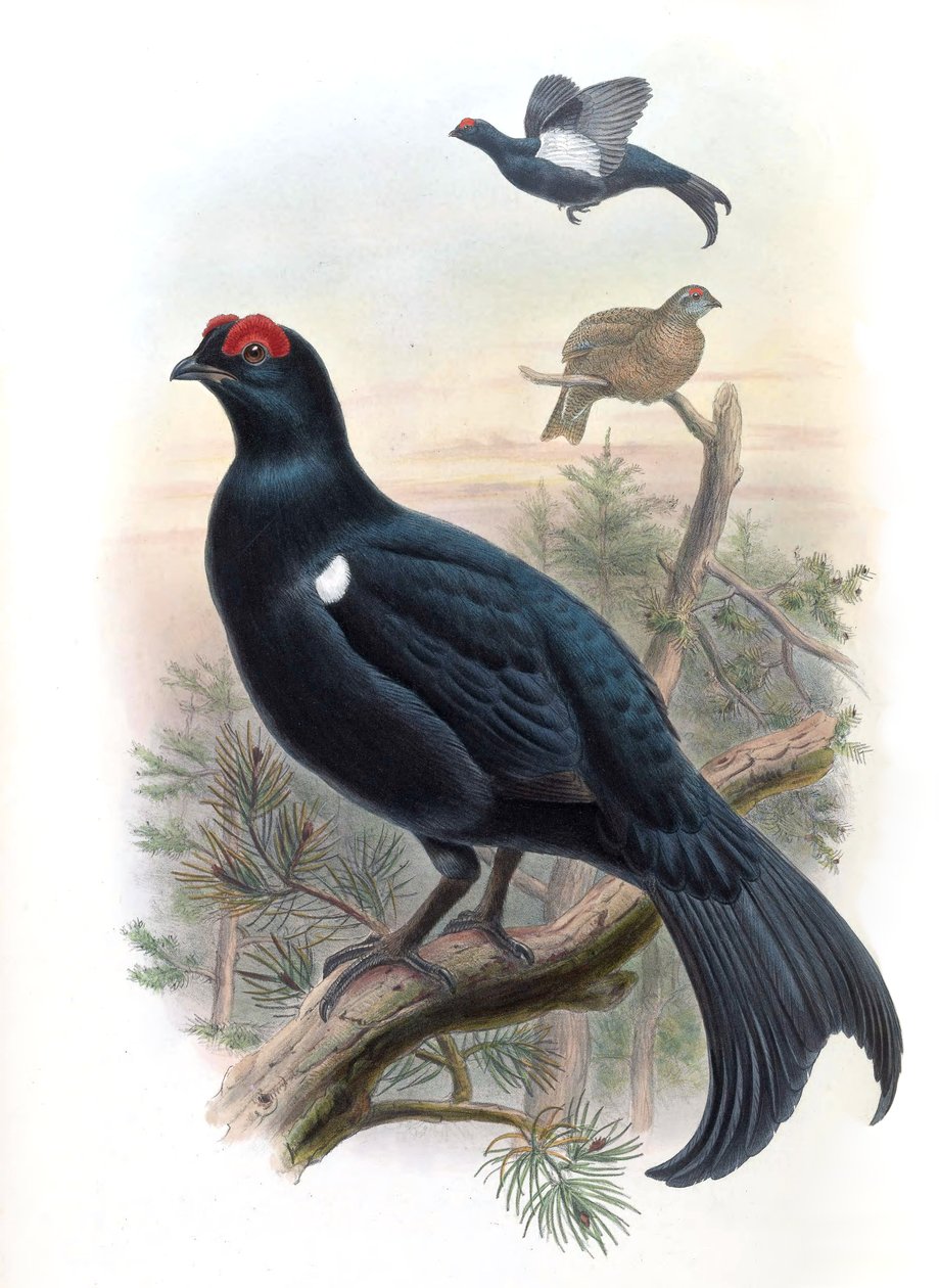 Kafkas Orman Tavuğu Lyrurus mlokosiewiczi (sin. Tetrao mlokosiewiczi) by John Gould