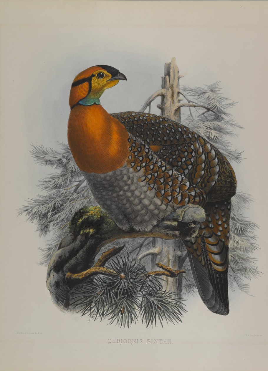 Ceriornis Blythii: Blyths Trazapan  by John Gould