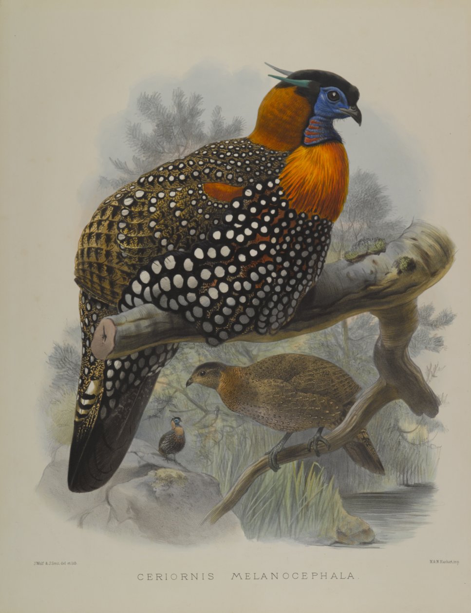 Ceriornis Melanocephala  by John Gould