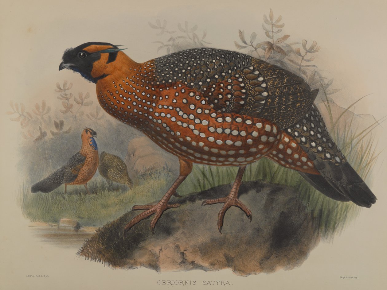 Ceriornis Satyra  by John Gould