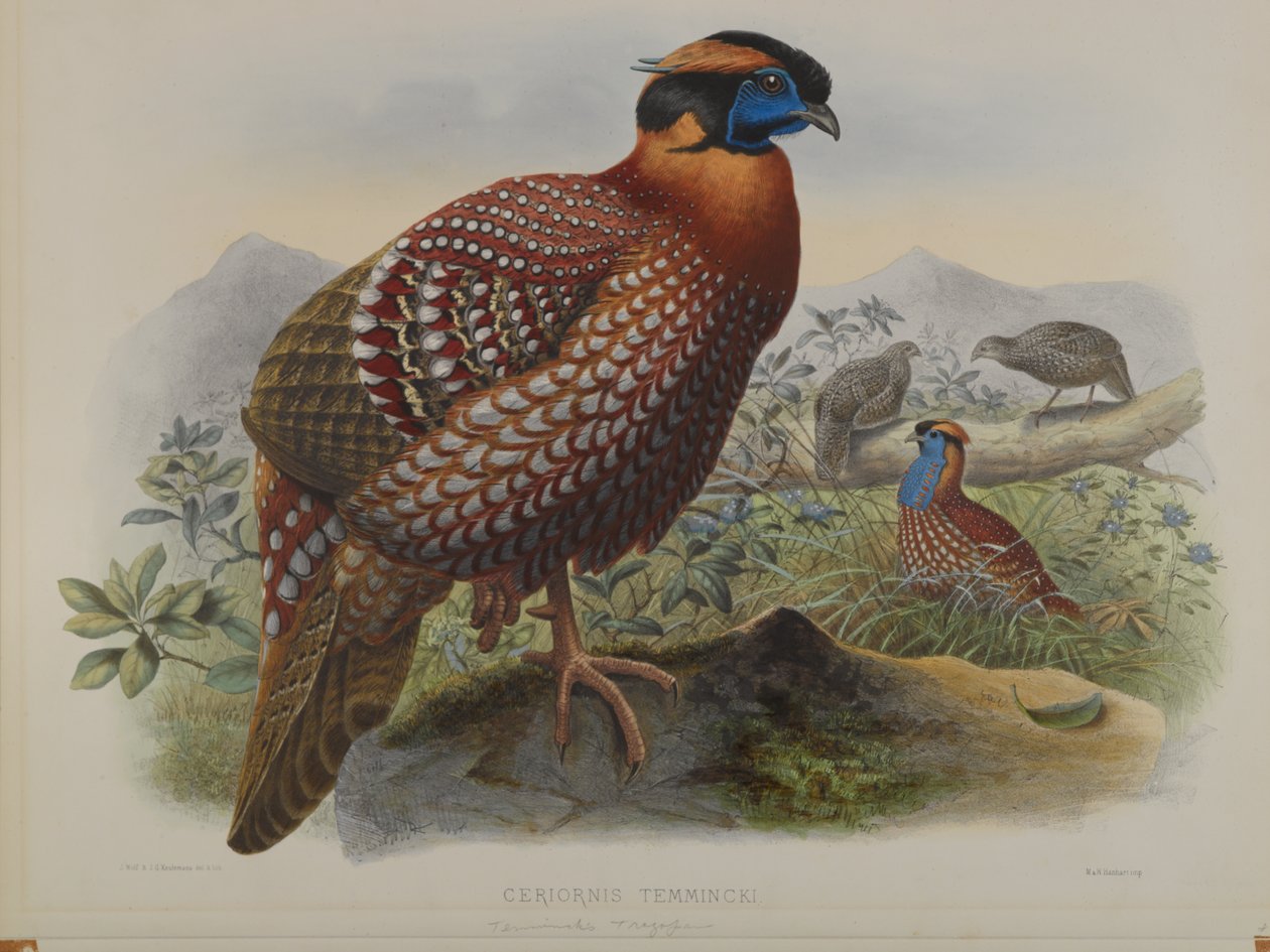Ceriornis Melanocephala by John Gould
