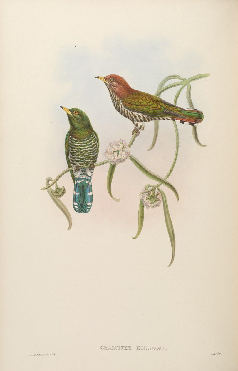 Chalcites hodgsoni = Chrysococcyx maculatus by John Gould