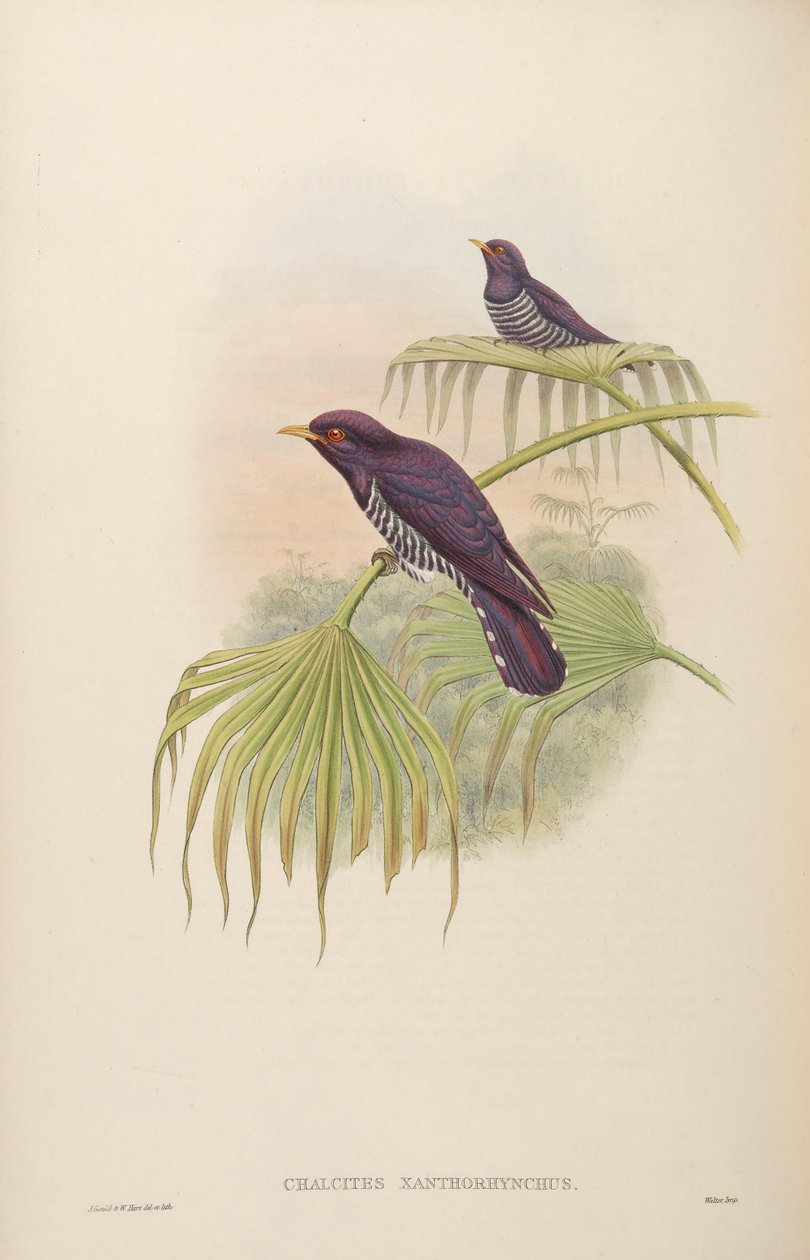 Chalkites xanthoryx = Chrysococcus xanthryx by John Gould
