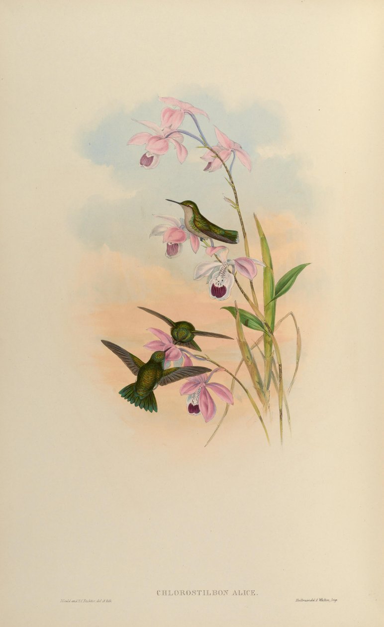 klorotilbon alice by John Gould
