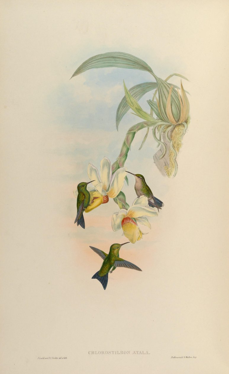 Klorostilbon atala = Klorostilbon mellisugus mellisugus by John Gould