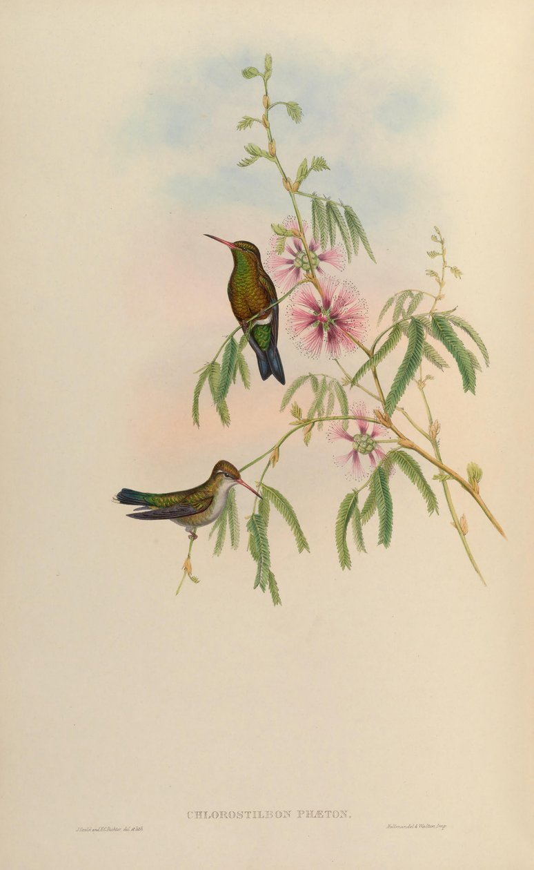 Klorostilbon fayton = Klorostilbon aureoventris = Klorostilbon lucidus by John Gould