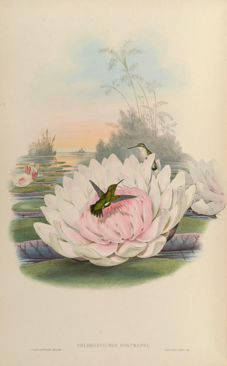 Klorostilbon fakir by John Gould