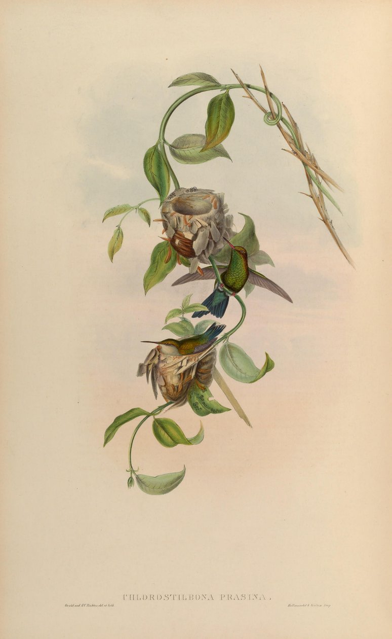 Chlorostilbone yeşili = Chlorostilbone arı yeşili by John Gould