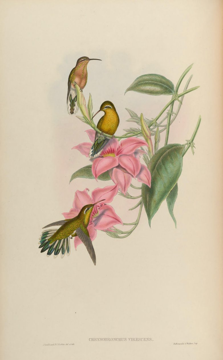 Chrysobronchus virescens = Amazilia viridicauda by John Gould
