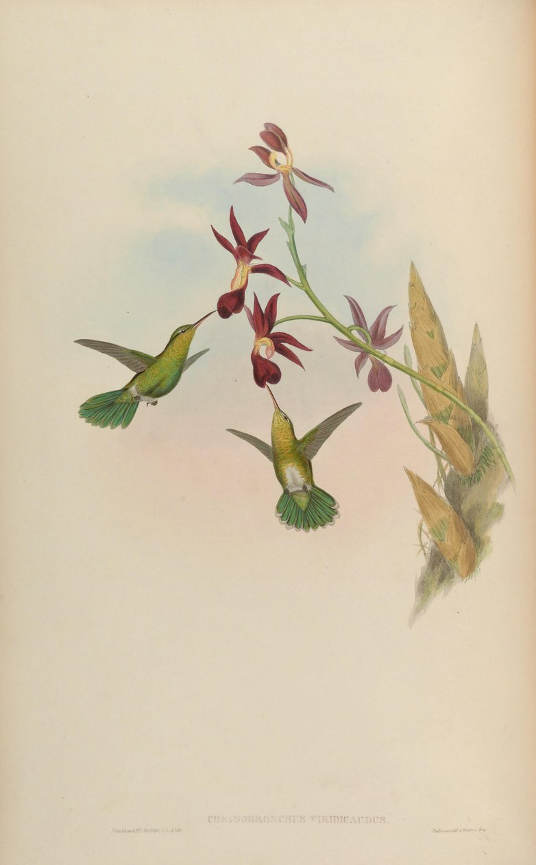 Chrysobronchus viridicauda = Amazilia viridicauda by John Gould
