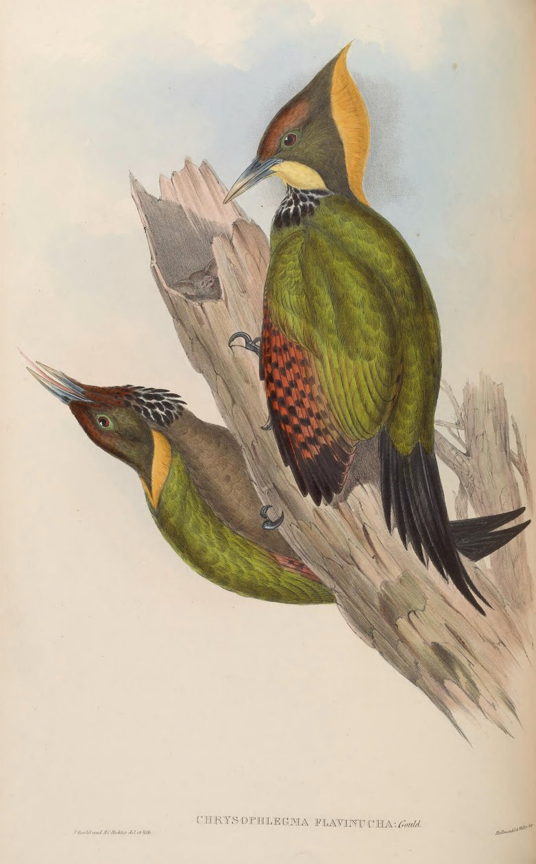 Krizoflegma flavinucha = Picus flavinucha by John Gould